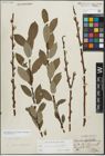 Foto von Salix myrsinifolia Salisb. x Salix phylicifolia L.